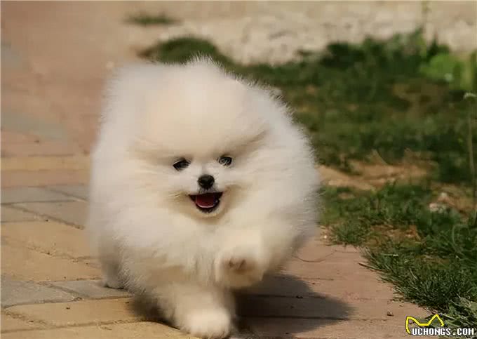 博美犬能活多久?常犯这5点错误，它更短命