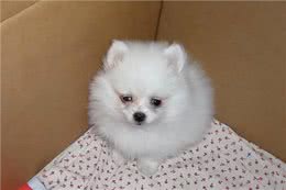 博美犬能活多久?常犯这5点错误，它更短命