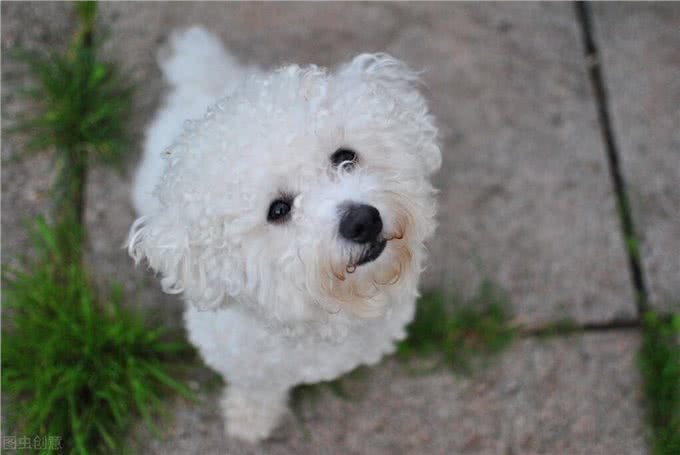 比熊一般能活多久?有这些表现的它，已经是老年狗了