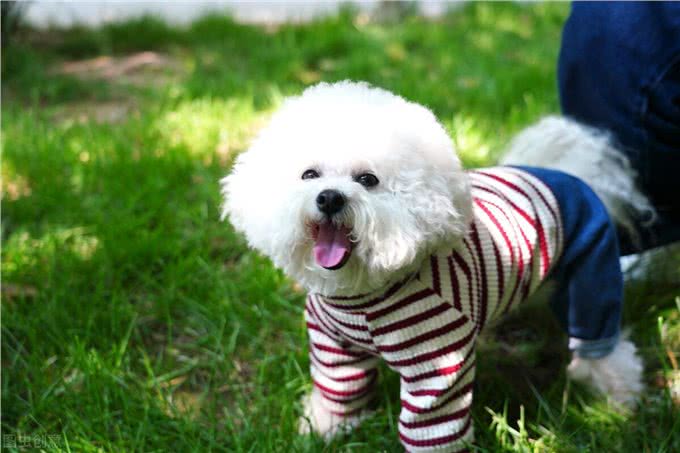 比熊一般能活多久?有这些表现的它，已经是老年狗了