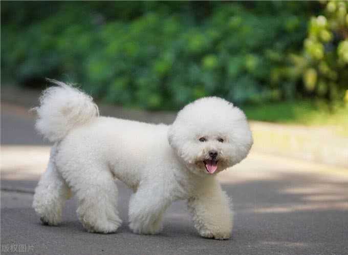 比熊一般能活多久?有这些表现的它，已经是老年狗了