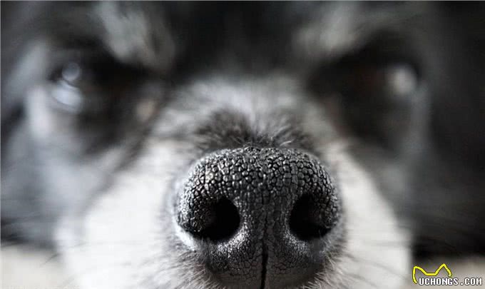 狗狗突然呼吸急促带鼻腔音像堵住了是怎么回事?生病了吗