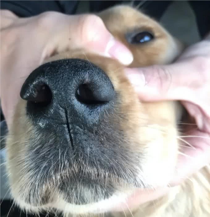 狗狗突然呼吸急促带鼻腔音像堵住了是怎么回事?生病了吗