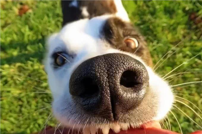 狗狗突然呼吸急促带鼻腔音像堵住了是怎么回事?生病了吗