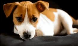 狗狗突然呼吸急促带鼻腔音像堵住了是怎么回事?生病了吗