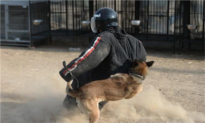 训犬衔取欲望的培养