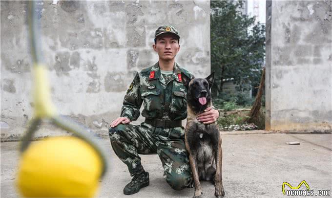 训犬衔取欲望的培养