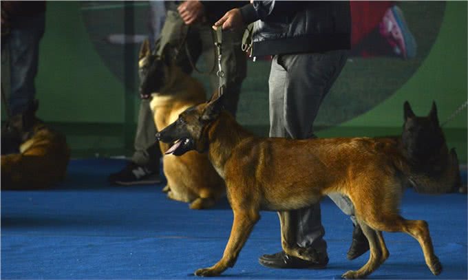 训犬衔取欲望的培养