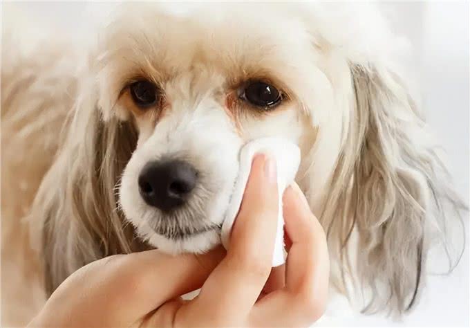 这几种狗狗，特别容易有泪痕，主人要留意