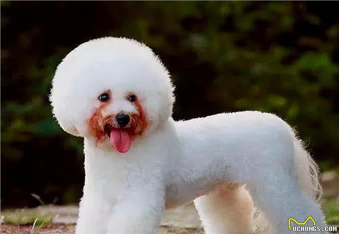 这几种狗狗，特别容易有泪痕，主人要留意