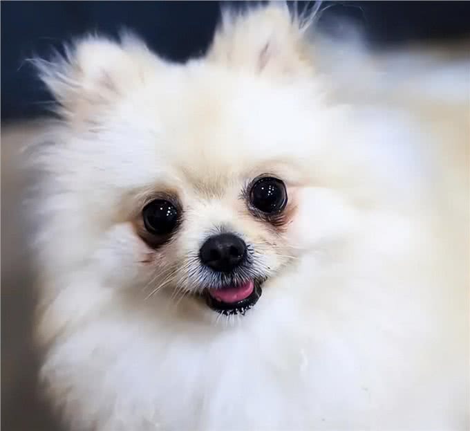 这几种狗狗，特别容易有泪痕，主人要留意