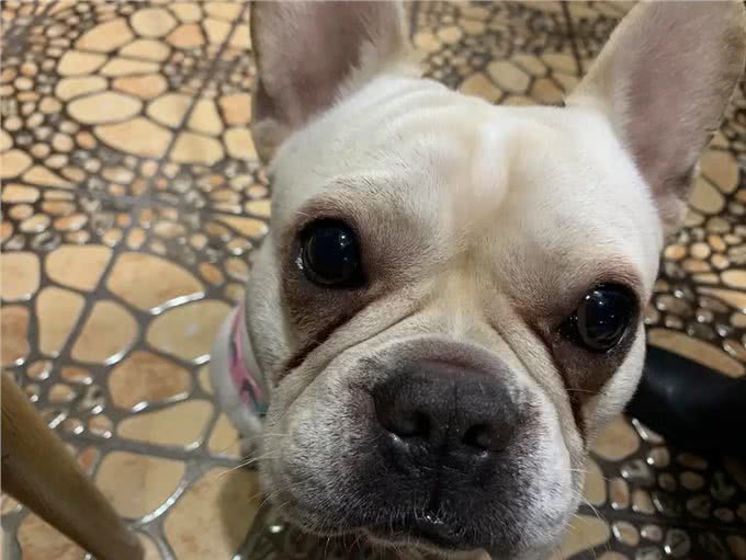 这几种狗狗，特别容易有泪痕，主人要留意