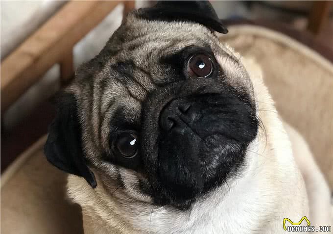 这几种狗狗，特别容易有泪痕，主人要留意