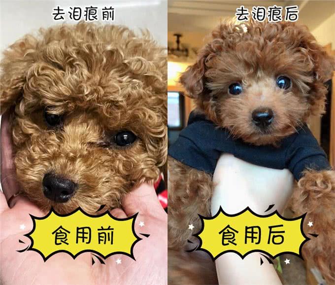 这几种狗狗，特别容易有泪痕，主人要留意