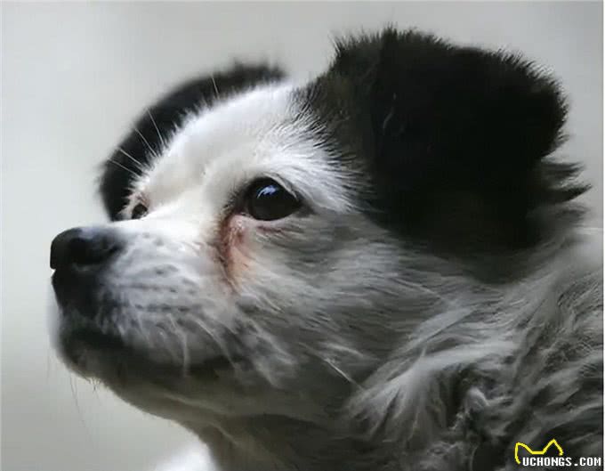 这几种狗狗，特别容易有泪痕，主人要留意