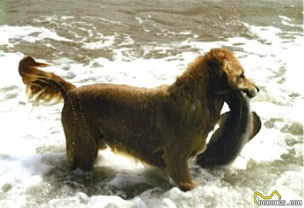 您真的了解拉布拉多吗?