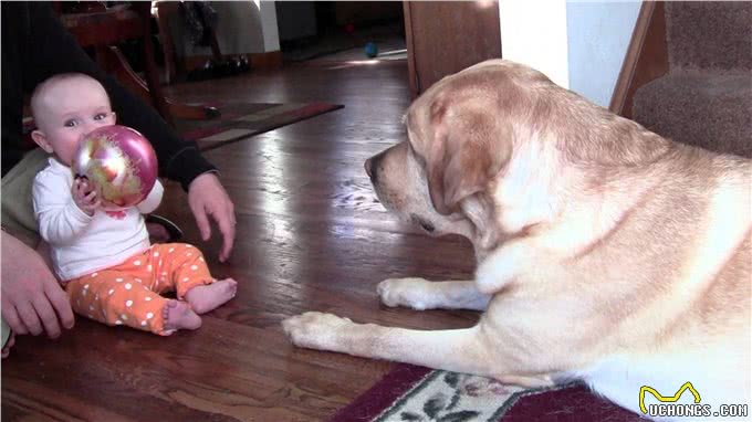 您真的了解拉布拉多吗?