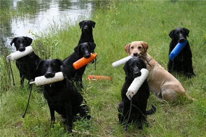 您真的了解拉布拉多吗?