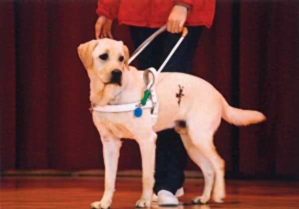 您真的了解拉布拉多吗?