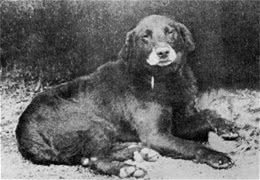 您真的了解拉布拉多吗?