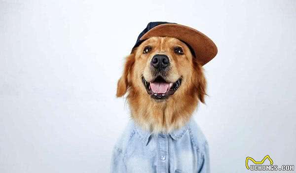 金毛体味大很烦恼?几个减轻金毛体味的方法，做干干净净的小狗