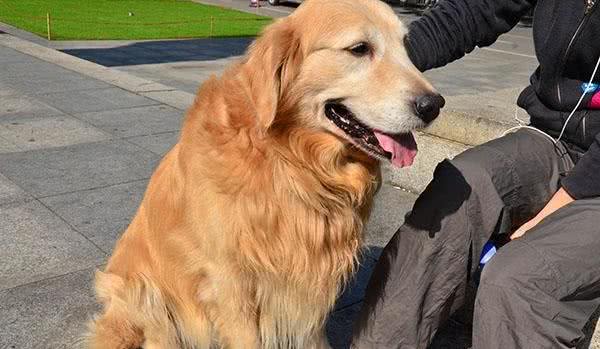 金毛体味大很烦恼?几个减轻金毛体味的方法，做干干净净的小狗