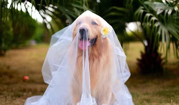 金毛体味大很烦恼?几个减轻金毛体味的方法，做干干净净的小狗