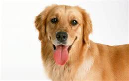 金毛体味大很烦恼?几个减轻金毛体味的方法，做干干净净的小狗