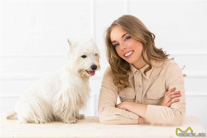 马尔济斯犬适合家养吗