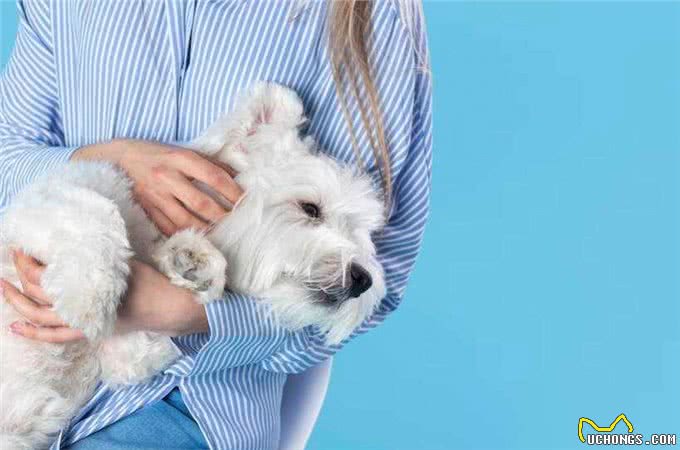 马尔济斯犬适合家养吗