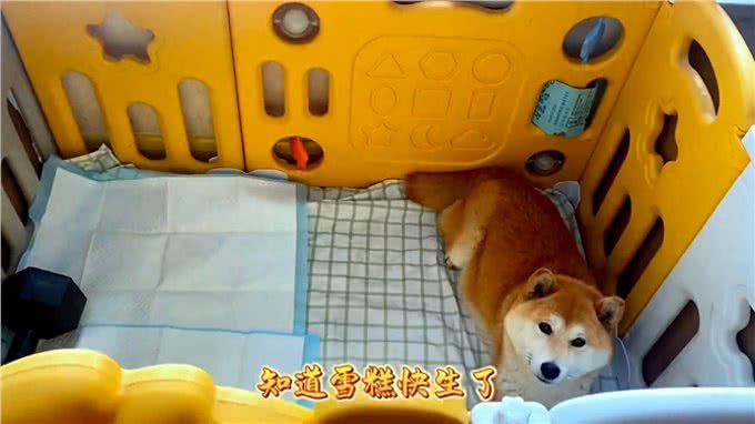 记录柴犬生产的全过程，母子平安—柴犬生产