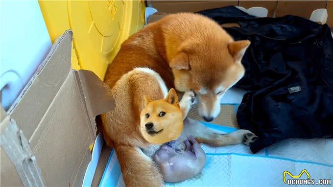 记录柴犬生产的全过程，母子平安—柴犬生产