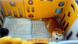 记录柴犬生产的全过程，母子平安—柴犬生产