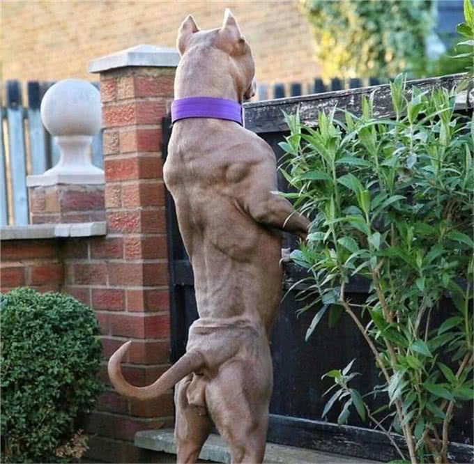 坚强结实的狼犬体质，铲屎官该如何喂养?