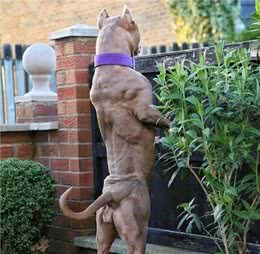 坚强结实的狼犬体质，铲屎官该如何喂养?