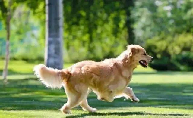 狗狗的情绪表达:尾巴语言的秘密，你想知道吗?