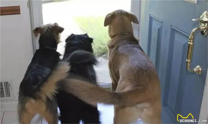 狗狗的情绪表达:尾巴语言的秘密，你想知道吗?