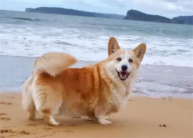 狗狗的情绪表达:尾巴语言的秘密，你想知道吗?