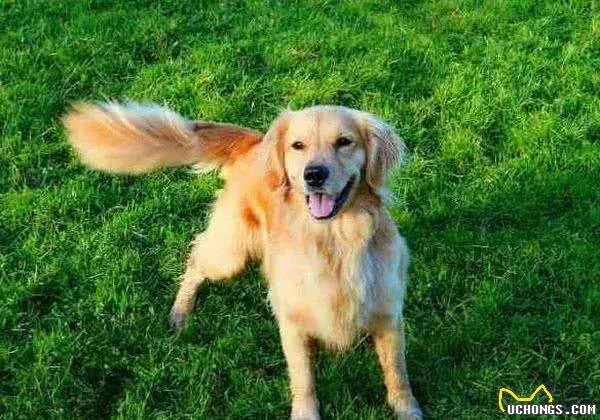 狗狗的情绪表达:尾巴语言的秘密，你想知道吗?