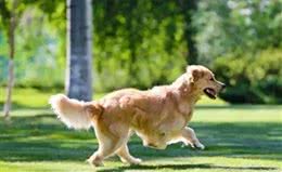 狗狗的情绪表达:尾巴语言的秘密，你想知道吗?