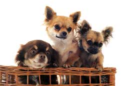 狗狗消化不良的预防