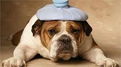 能引起狗狗重度贫血的寄生虫—巴贝斯虫