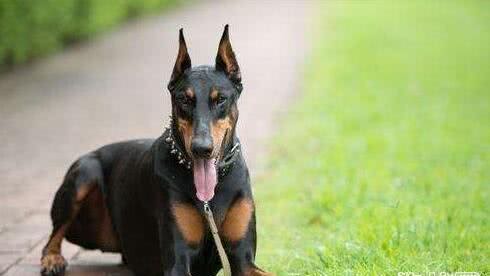 杜宾犬为什么要裁耳、断尾?