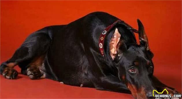 杜宾犬为什么要裁耳、断尾?