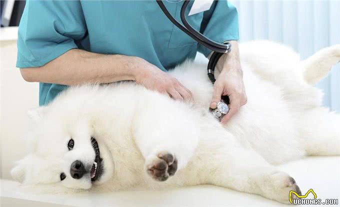 狗狗第一次怀孕主人该怎么办?这六点帮你做好准备，迎接新生命