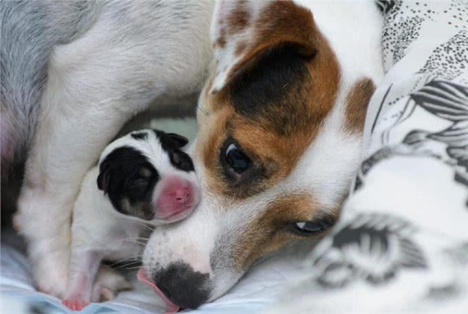 狗狗第一次怀孕主人该怎么办?这六点帮你做好准备，迎接新生命