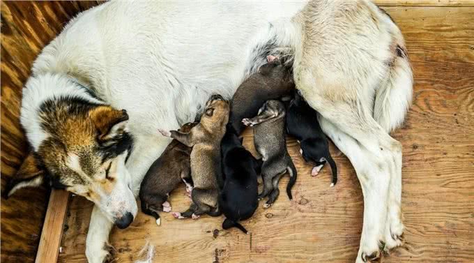 狗狗第一次怀孕主人该怎么办?这六点帮你做好准备，迎接新生命