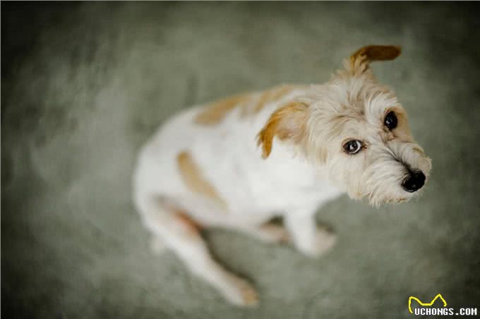 狗狗第一次怀孕主人该怎么办?这六点帮你做好准备，迎接新生命