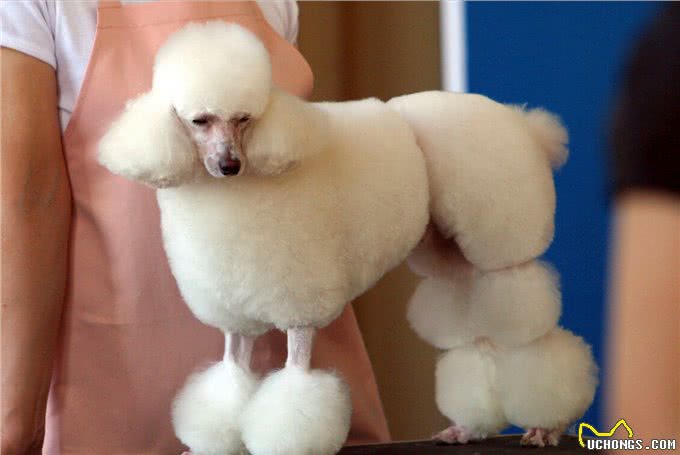 泰迪=贵宾犬?教你辨别!别再傻傻分不清