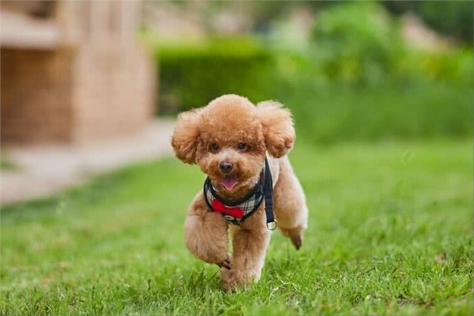 泰迪=贵宾犬?教你辨别!别再傻傻分不清